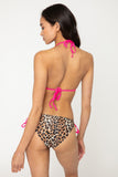 B2804 - Cheetah